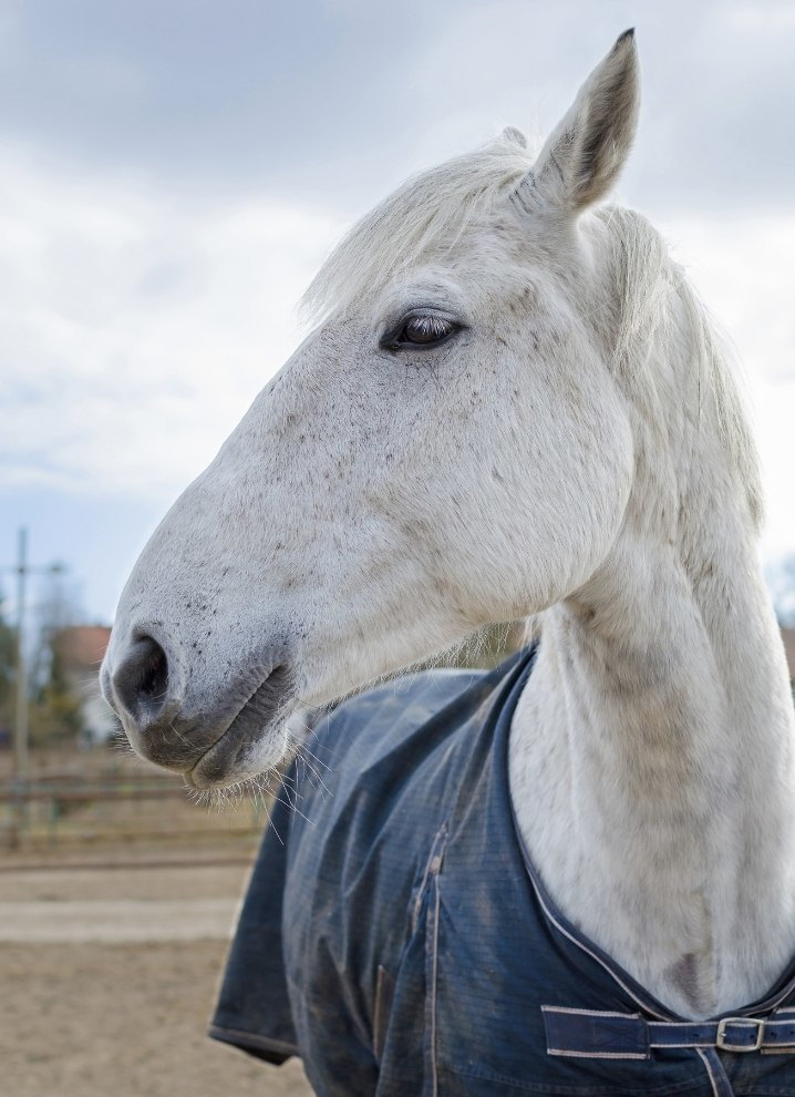 Under hästtäcket kan regnskållor utvecklas om det är för fuktigt